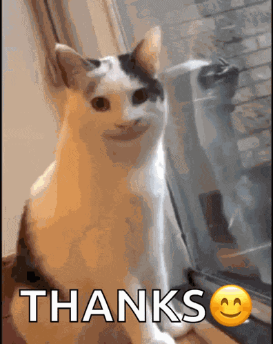 Smiling Smiling Cat GIF