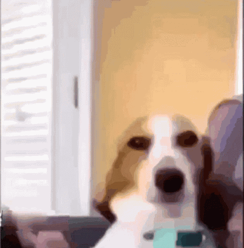 Smirk Dog Smile GIF