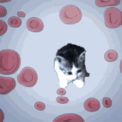 Smol Smolcat GIF