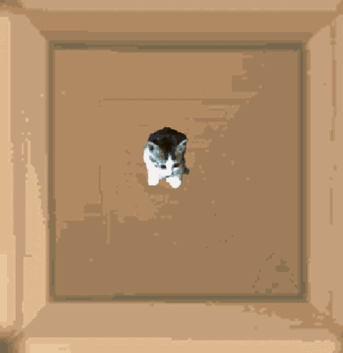 Smolcatcoin Smol Cat GIF