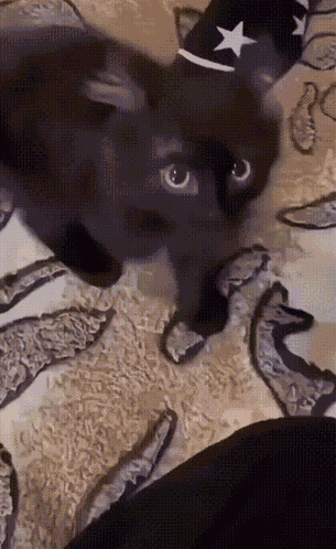 Smoll Black GIF