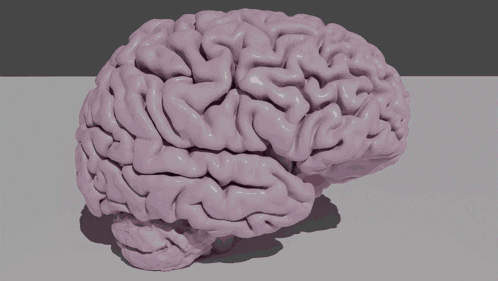 Smooth Brain GIF