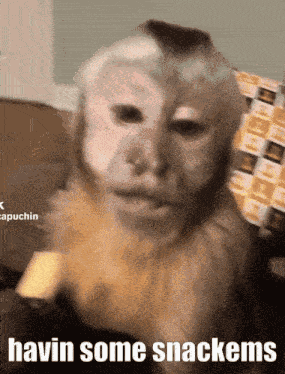 Snack Time Snacks GIF