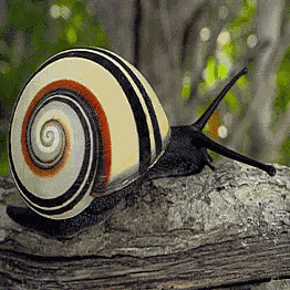 Snail Insect GIF