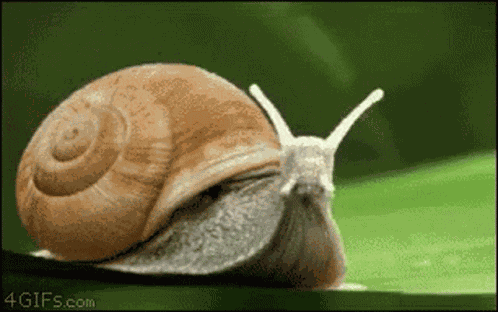 Snail Rocket GIF