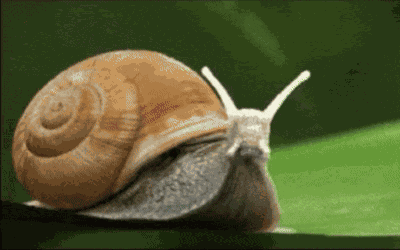 Snail Slow GIF