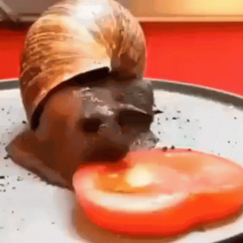 Snail Snipez Z 4 GIF