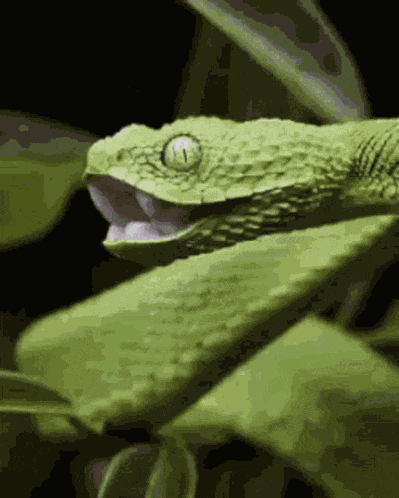 Snake Bite Toji Saanp GIF