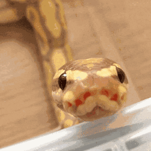Snake Cute GIF