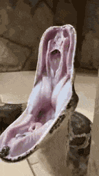 Snakes Yawning I Want To Sleep GIF