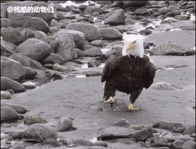 Sneaky Eagle GIF