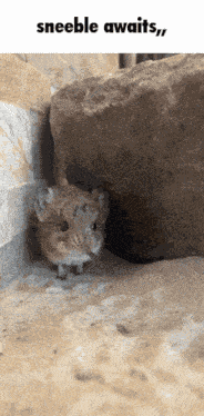 Sneeble Shrew GIF