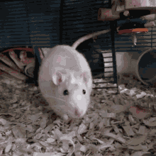Sniffing Rat GIF