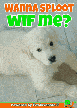 Snow Day Stay Home Sploot Puppy Pj Petjuvenate Snow Storm Blizzard Sploot Day Pj Petjuvenate GIF