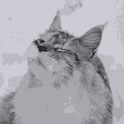 Snowing Cat GIF