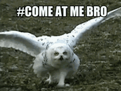 Snowy Owl Come At Me Bro GIF