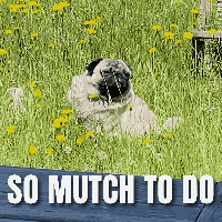 So Mutch To Do Busy Day GIF