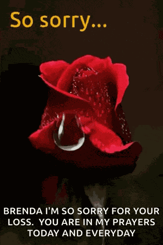 So Sorry Rose GIF