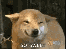 So Sweet Doggo GIF