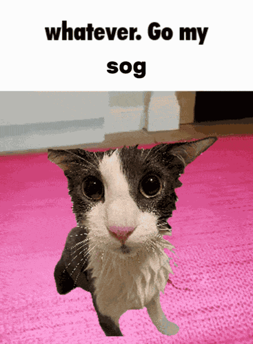 Soggy Cat GIF