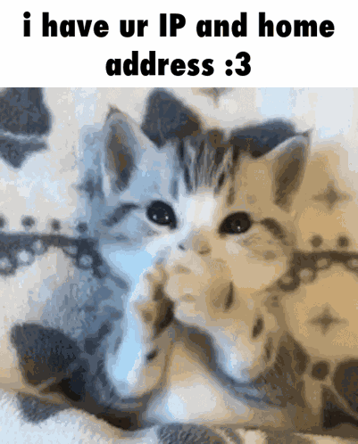 Sols Bug Jar Silly Cat GIF