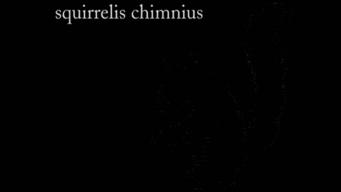 Something In The Walls Squirrels GIF