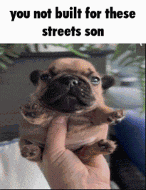 Son Streets Meme