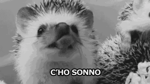 Sonno Sbadigliare Ho Sonno Sono Assonnato Voglio Dormire Crollo Porcospino GIF