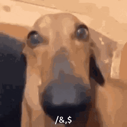 Sopevault Dog GIF