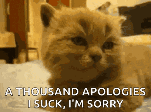Sorry Cat GIF