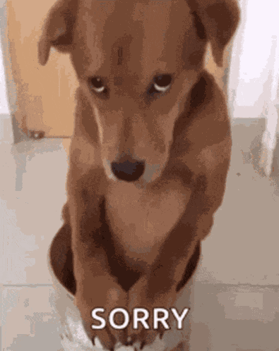 Sorry Dog Meme