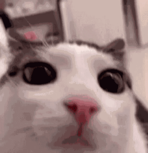 Sorry GIF