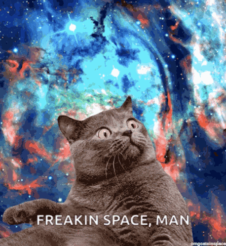 Space Kitten GIF