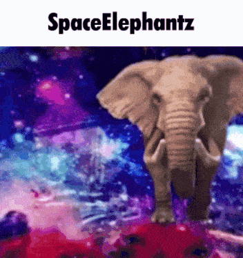 Space Spaceelephant GIF
