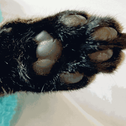 Spazcat Nibby GIF