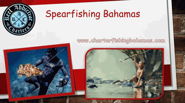 Spearfishing Bahamas Spearfishing Charters Bahamas GIF