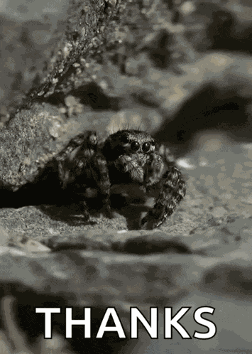 Spider Animals GIF