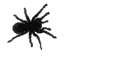 Spider Crawling Sticker