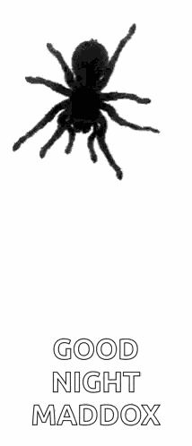 Spider Creepy GIF