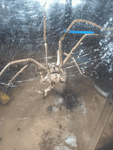 Spider Cross Spider GIF