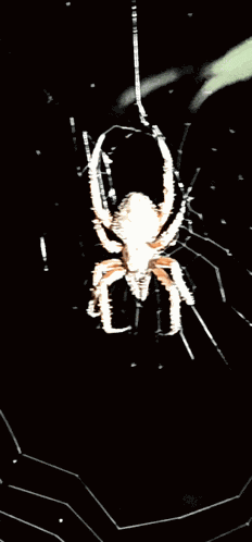 Spider Glowing Spider GIF