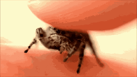 Spider Idk GIF