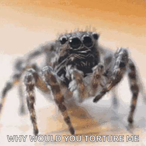 Spider Insects GIF