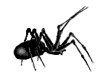Spider Sticker
