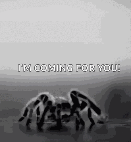 Spider Spiders GIF