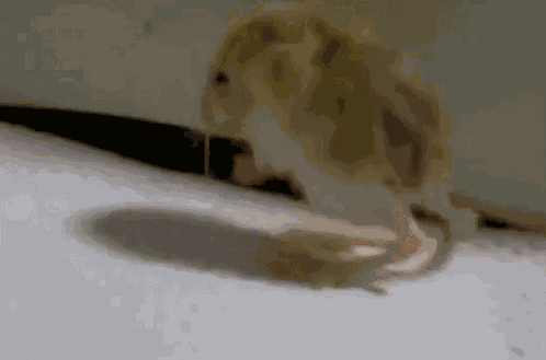 Spin Jerboa Baby Jerboa GIF