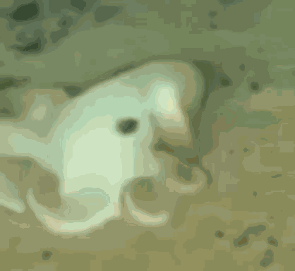 Spin Octopus GIF