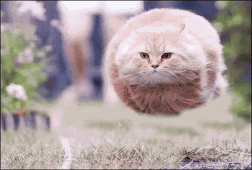 Spinning Cat GIF