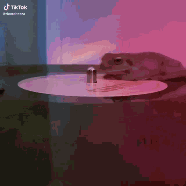 Spinning Frog GIF