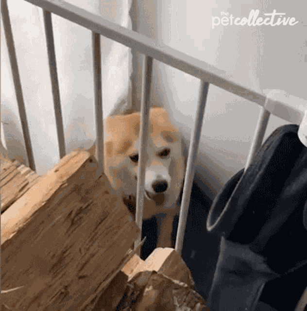 Spinning The Pet Collective GIF
